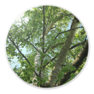 Pomo De Cerámica abedul verde en árbol contra cielo azul