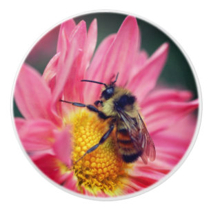 Pomo De Cerámica Abeja De Bumble En Flor De Daisy Rosa Se Acercan