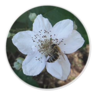 Pomo De Cerámica Abeja melífera en flor de zarzamora