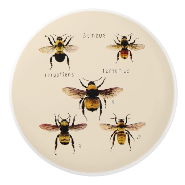 Pomo De Cerámica Abejas de época (Anverso)