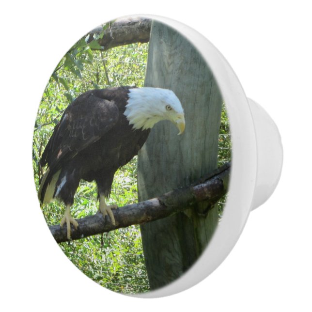 Pomo De Cerámica Águila calva (Derecha)