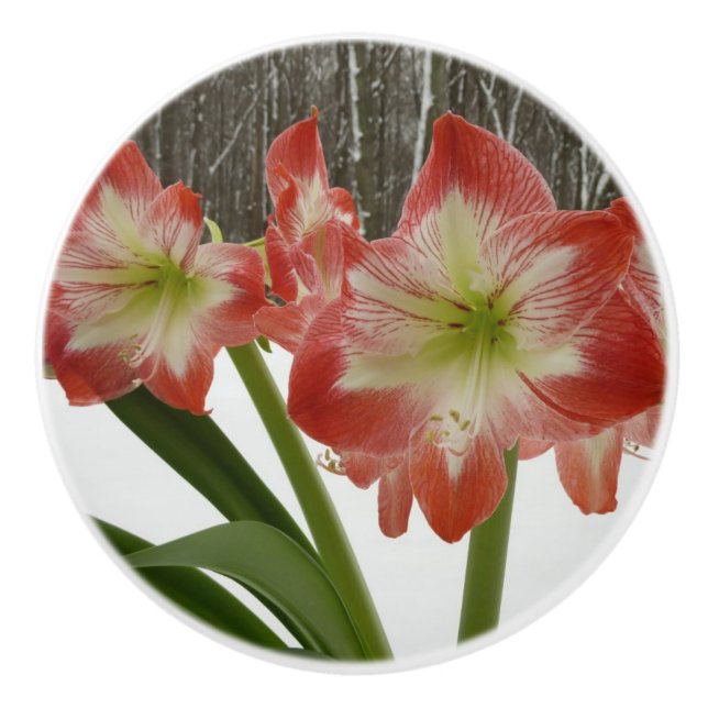 Pomo De Cerámica Amaryllis en floral de invierno en la nieve roja f (Anverso)