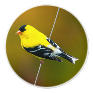 Pomo De Cerámica American Goldfinch - Fotografía original