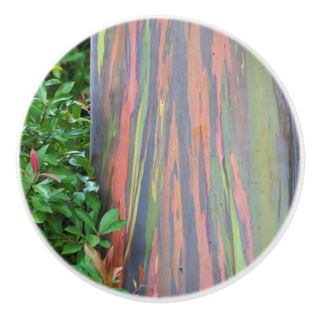 Pomo De Cerámica Árbol de eucaliptos arcoiris (Anverso)