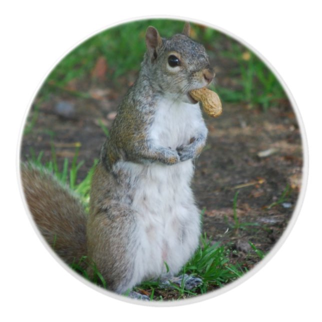 Pomo De Cerámica Ardilla tonta (Anverso)