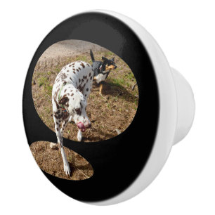 Pomo De Cerámica Arte Dalmatian Popout,