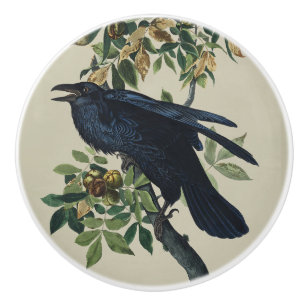 Pomo De Cerámica Arte de la Naturaleza del Cuervo de Audubon Vintag