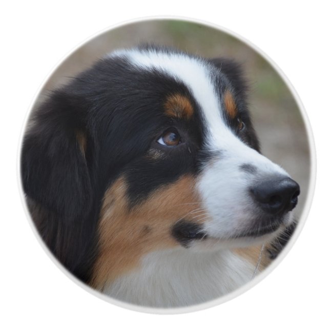 Pomo De Cerámica Aussie hermoso (Anverso)