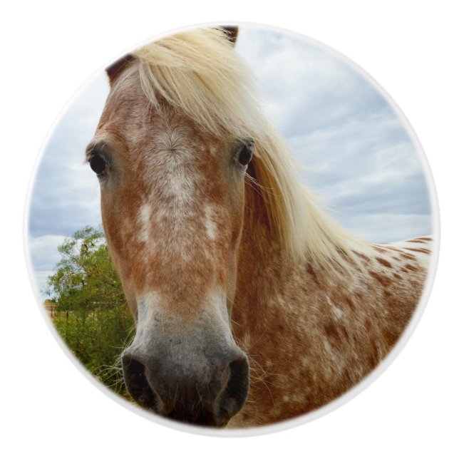 Pomo De Cerámica Azúcar El Caballo Appaloosa, La Pizarra De La Cerá (Anverso)