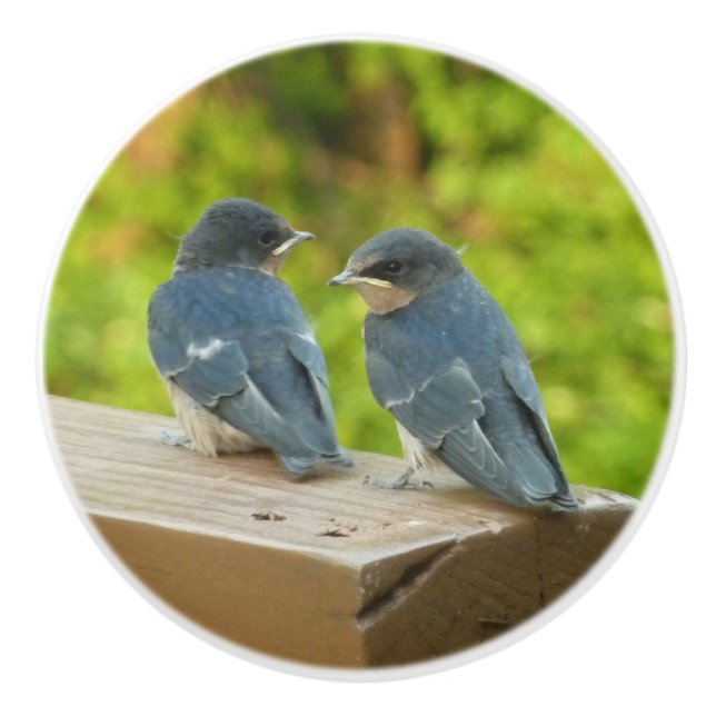 Pomo De Cerámica Bebé Traga fotografías de aves naturales (Anverso)