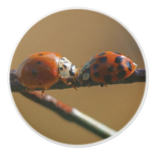 Pomo De Cerámica Besando Ladybugs En Un Cerco De Alambre