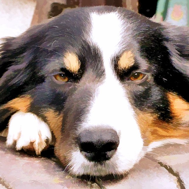 POMO DE CERÁMICA BORDER COLLIE (Subido por el creador)