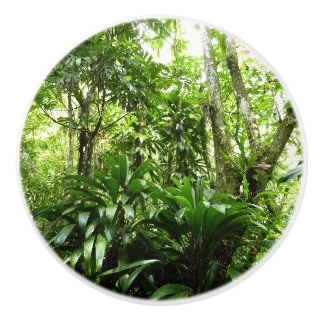 Pomo De Cerámica Bosque lluvioso dominicano I Naturaleza tropical v (Anverso)