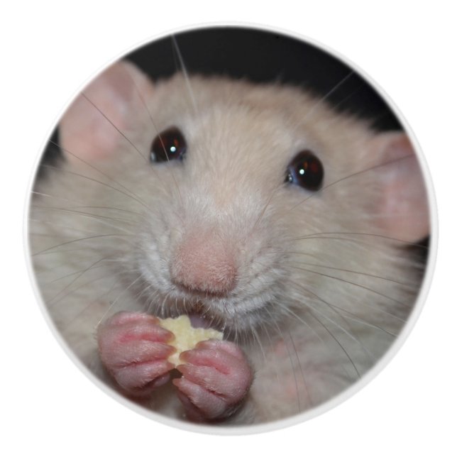 Pomo De Cerámica Botón blanco del aparador de la rata de Dumbo (Anverso)