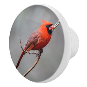 Pomo De Cerámica Botón de cerámica cardinal