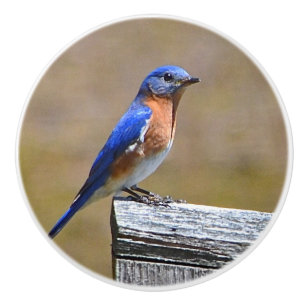Pomo De Cerámica Botón de cerámica del Bluebird