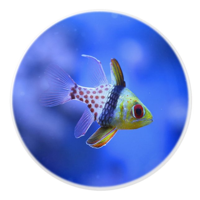 Pomo De Cerámica Botón de cerámica del Cardinalfish del pijama (Anverso)