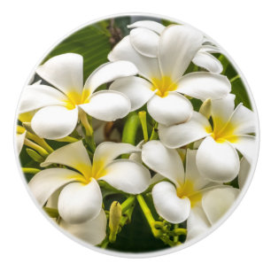 Pomo De Cerámica Botón exótico del Plumeria de la isla