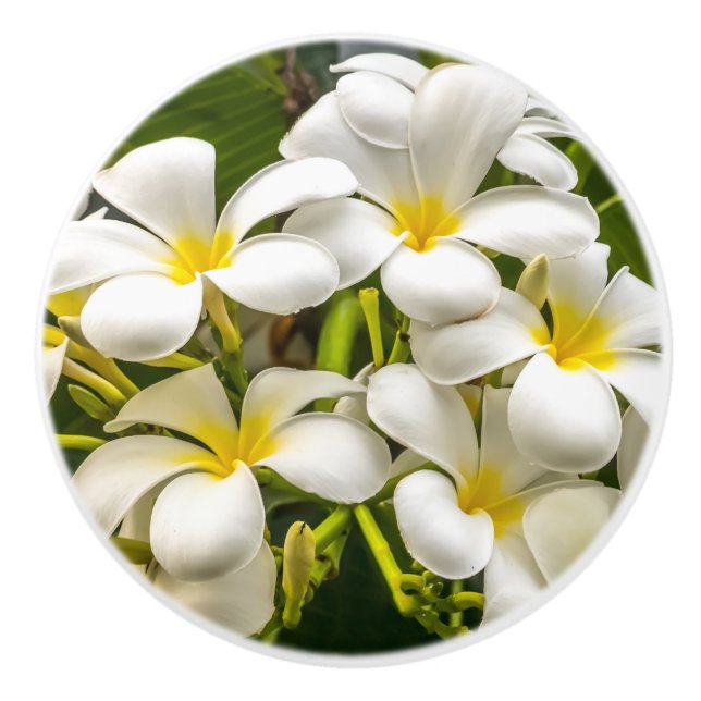 Pomo De Cerámica Botón exótico del Plumeria de la isla (Anverso)