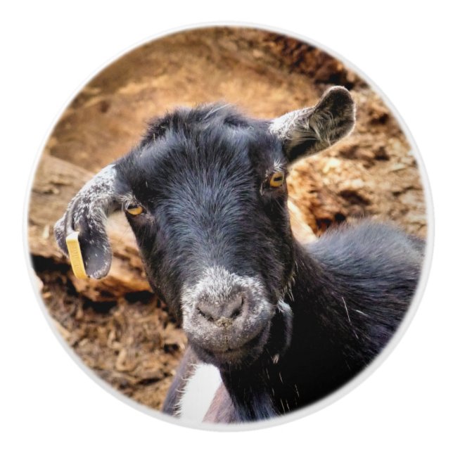 POMO DE CERÁMICA CABRAS (Anverso)