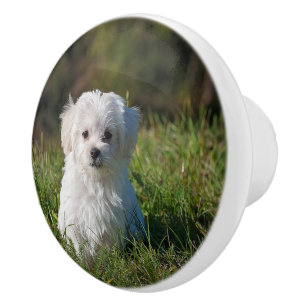 Pomo De Cerámica Cachorro blanco lindo