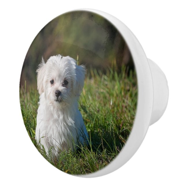 Pomo De Cerámica Cachorro blanco lindo (Derecha)