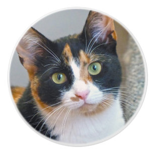 Pomo De Cerámica Calico Cat