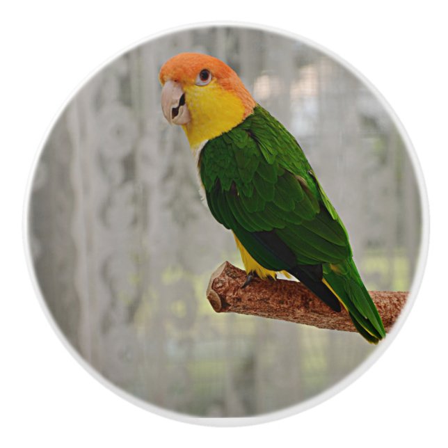 Pomo De Cerámica Canto White Bellie Parrot (Anverso)