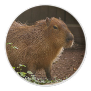 Pomo De Cerámica Capibara