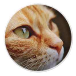 Pomo De Cerámica Cara determinada de un gato jengibre