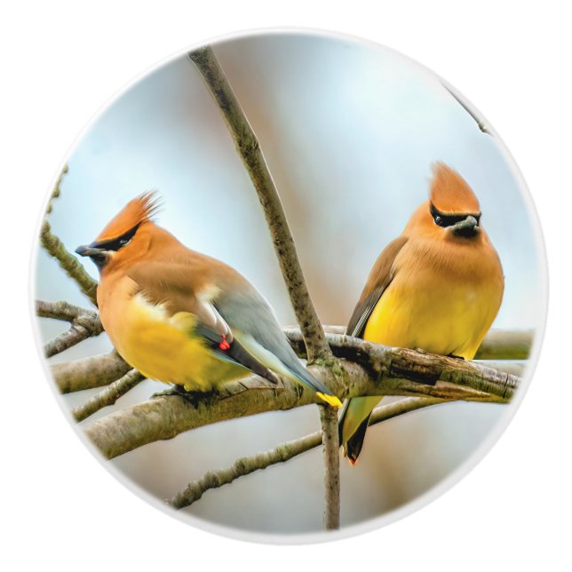 Pomo De Cerámica Cedar Waxwing - Fotografía original (Anverso)