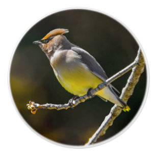 Pomo De Cerámica Cedar Waxwing Songbird Foto original de ave silves