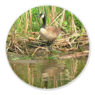 POMO DE CERÁMICA CERAMIC KNOB/CANADÁ GOOSE EN EL BORDE DEL AGUA