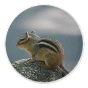 Pomo De Cerámica Chipmunk lindo