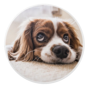 Pomo De Cerámica Cocker Spaniel Dog de ojos tristes