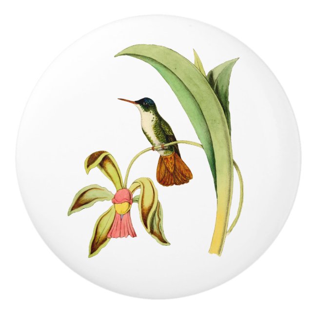 Pomo De Cerámica Colibrí coronado azul (Anverso)