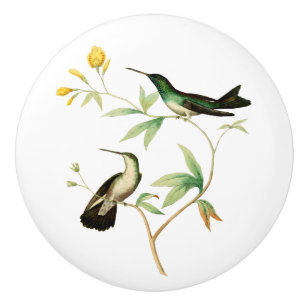 Pomo De Cerámica Colibrí del mangle