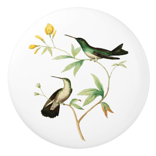 Pomo De Cerámica Colibrí del mangle (Anverso)