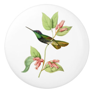Pomo De Cerámica Colibrí magnífico
