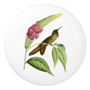 Pomo De Cerámica Colibrí oliváceo de Bill de la espina