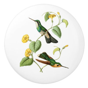 Pomo De Cerámica Colibrí Throated blanco de la gema de la montaña