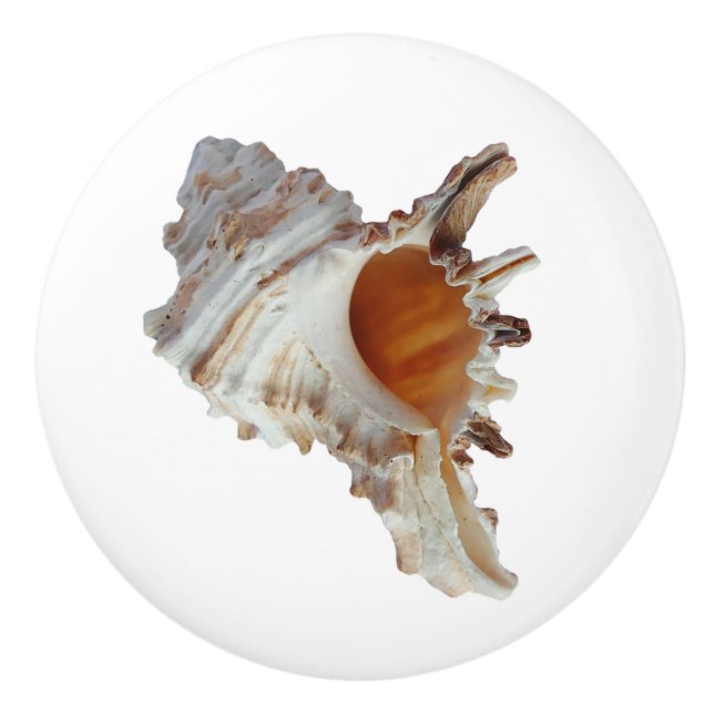 Pomo De Cerámica Concha de mar océano caparazón (Anverso)