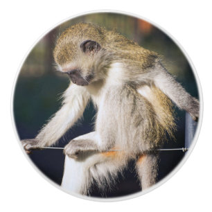 Pomo De Cerámica Contemplar mono