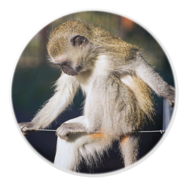 Pomo De Cerámica Contemplar mono (Anverso)