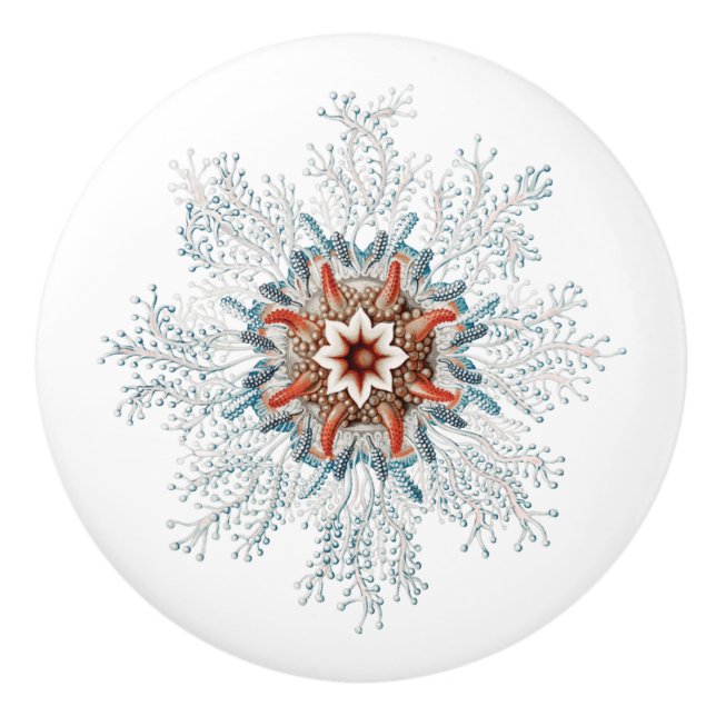 Pomo De Cerámica criatura marina botón azul (Anverso)