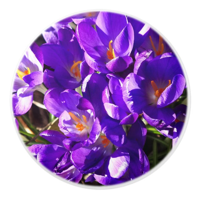 POMO DE CERÁMICA CROCUS DE PRIMAVERA (Anverso)