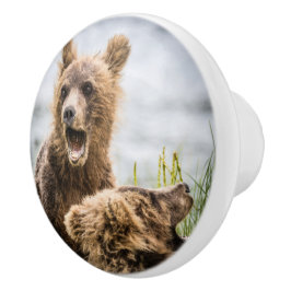 Pomo De Cerámica Cubos Grizzly Buscando Su Mamá