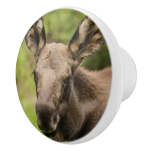 Pomo De Cerámica Curioso Moose