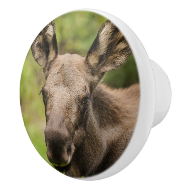 Pomo De Cerámica Curioso Moose (Derecha)