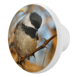 Pomo De Cerámica Cute esperanzador Songbird de pollo con gorro negr